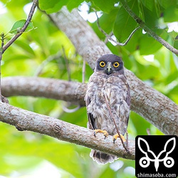 一つ目の巣を訪れるとアオバズクのヒナが3羽並んでいました。親鳥は少し離れた場所に2羽いました。ここの営巣地では `昨年は巣立ちビナを1羽しか見つけられませんでした`_ が、今年は親子5羽でまとまって居たので探しやすかったです。

.. _昨年は巣立ちビナを1羽しか見つけられませんでした: https://shimasoba.com/blog/523/