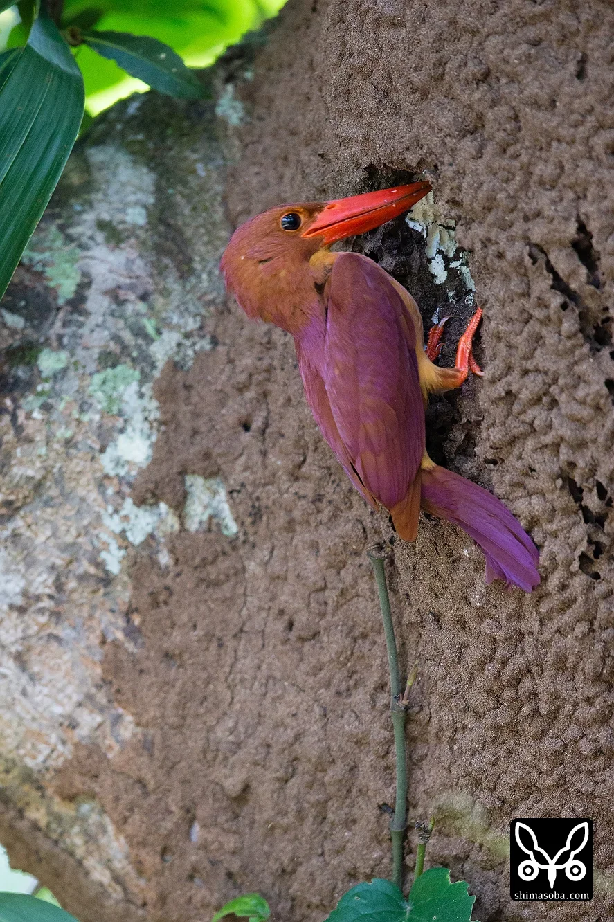 リュウキュウアカショウビン