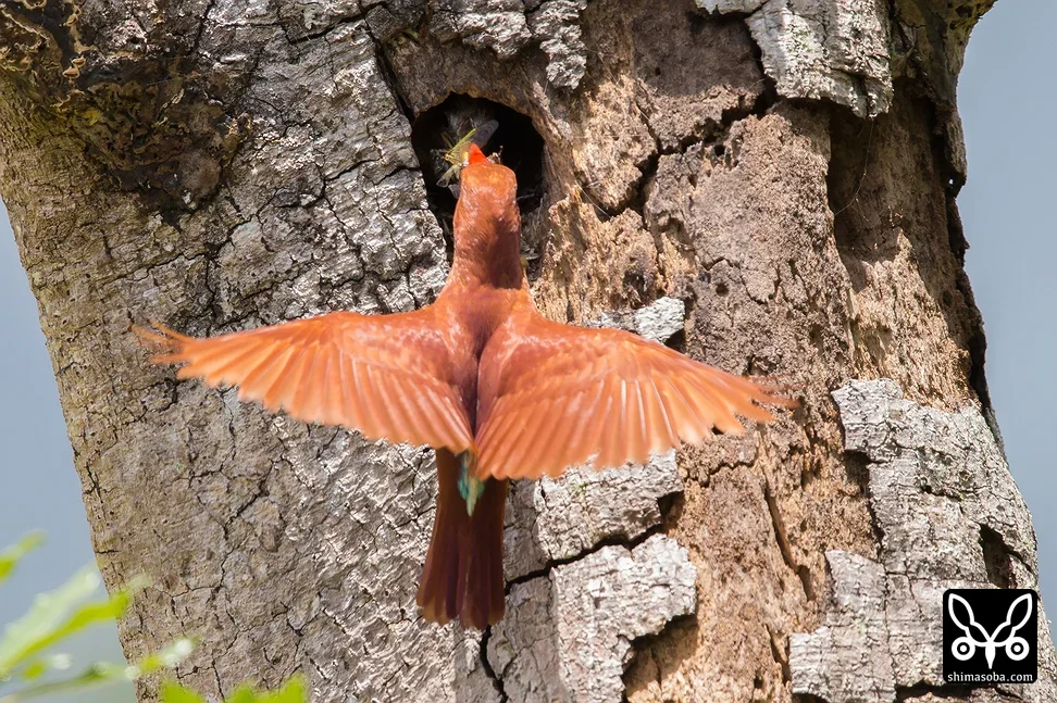 リュウキュウアカショウビン