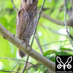リュウキュウコノハズク営巣