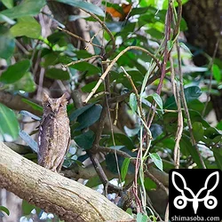 上のコノハズクとペア。メスかなー? 超々トリミング。^^;