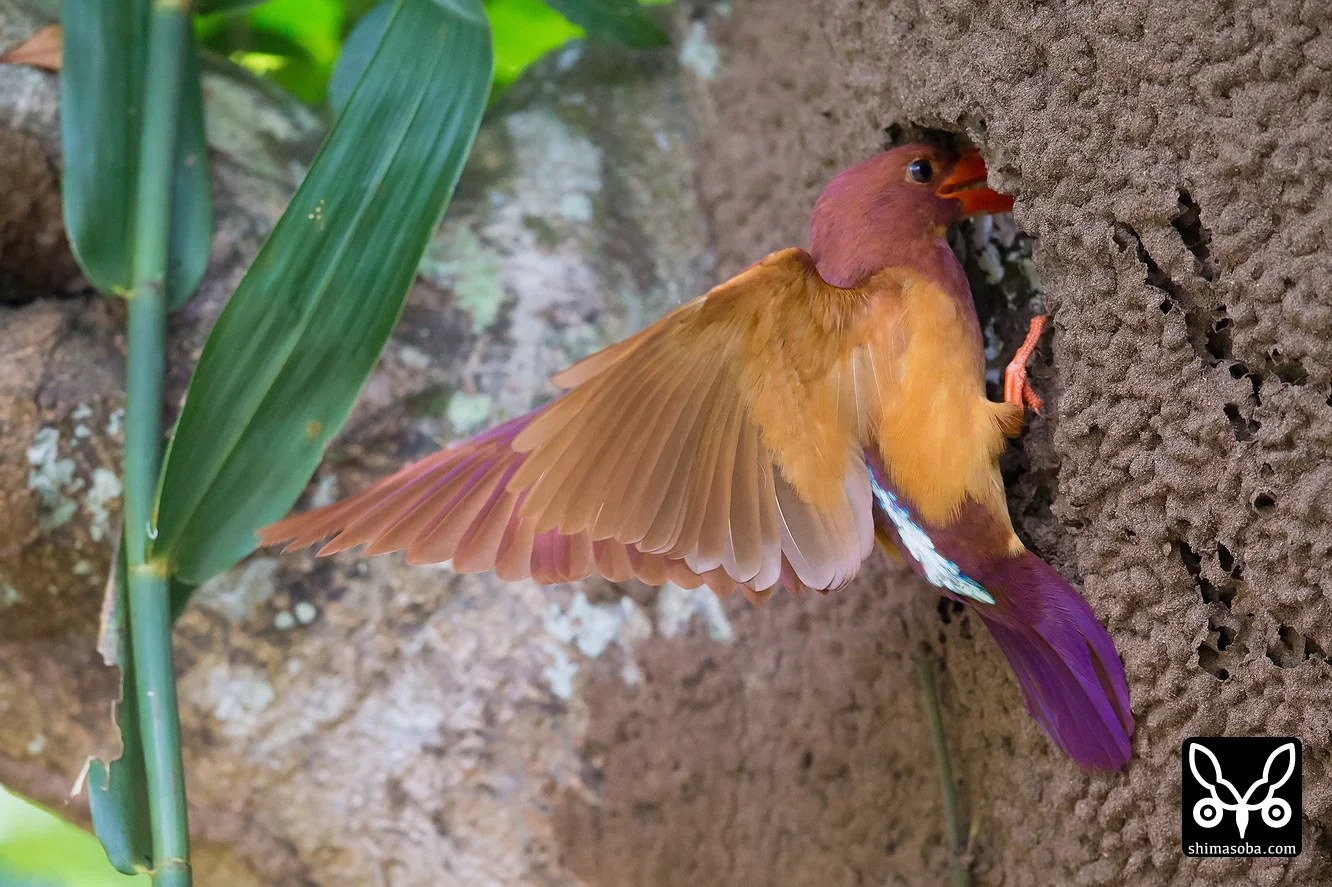 リュウキュウアカショウビン