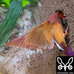 餌運びに忙しいアカショウビンの親鳥。20分に1度ぐらいの頻度で持ってきます。