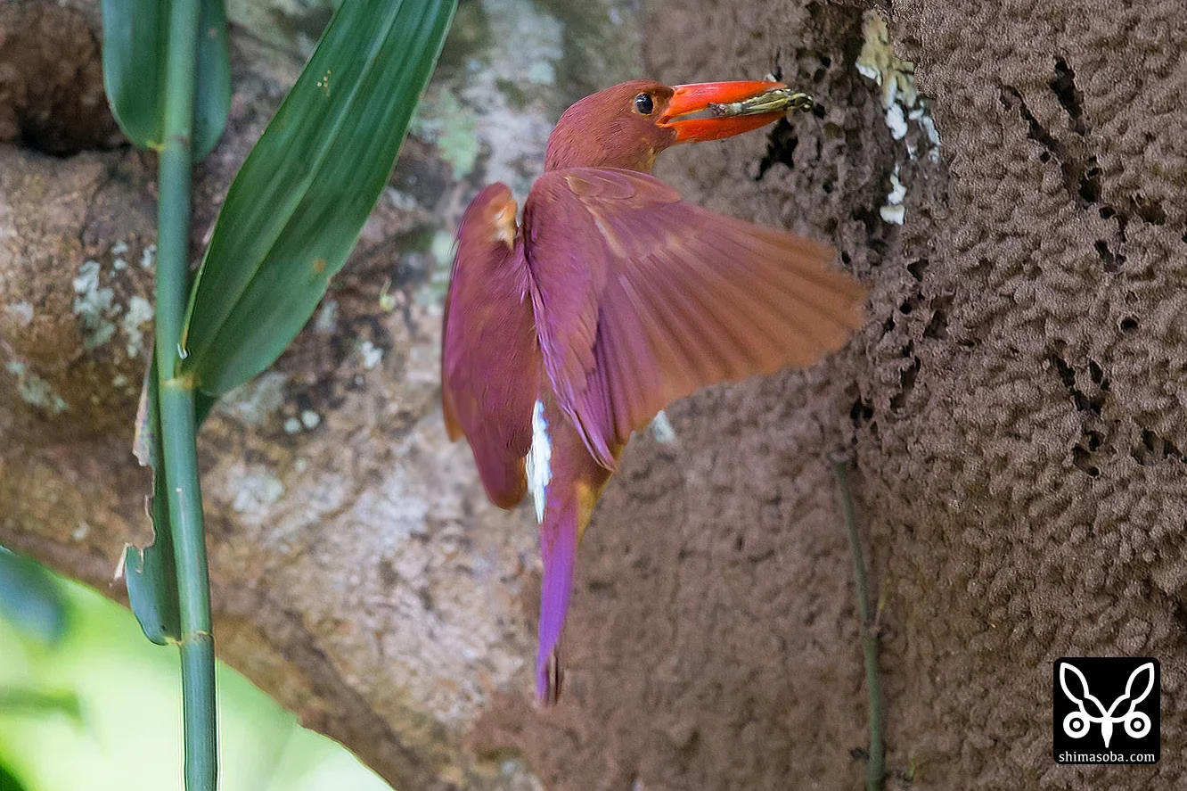 リュウキュウアカショウビン