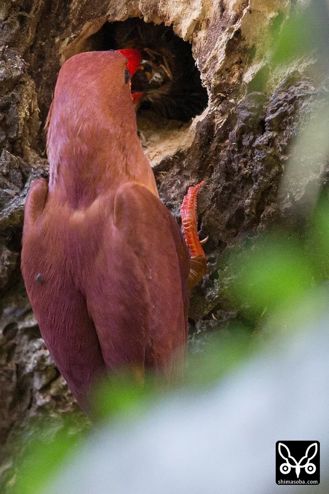 リュウキュウアカショウビン