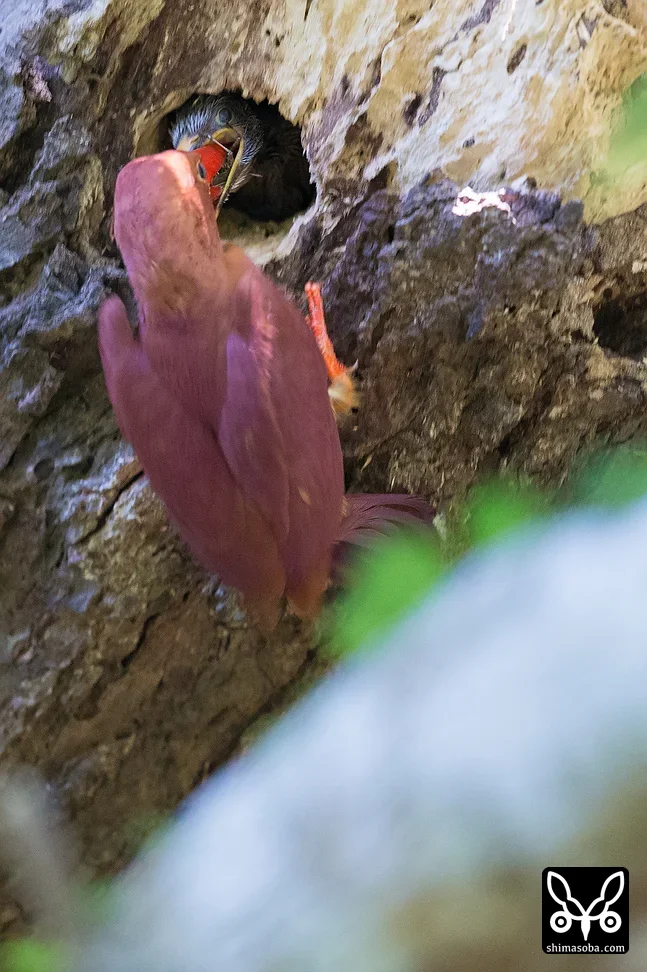 リュウキュウアカショウビン