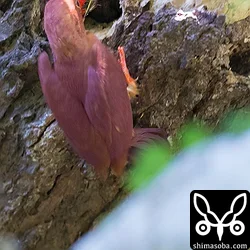 リュウキュウアカショウビン