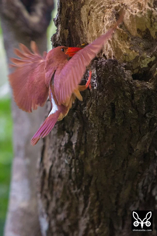 リュウキュウアカショウビン