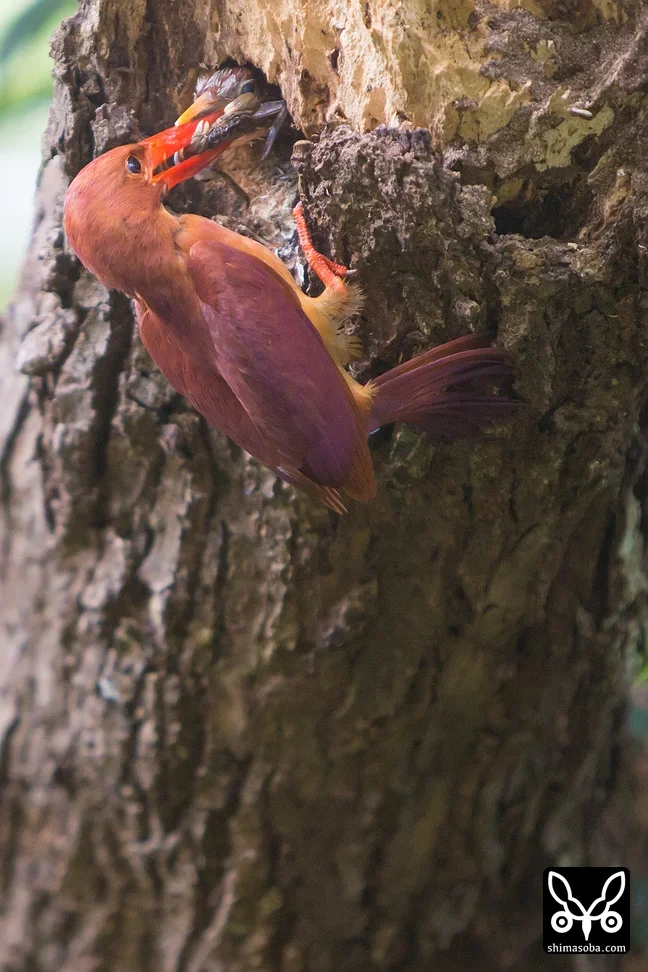 リュウキュウアカショウビン