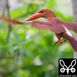 リュウキュウアカショウビン