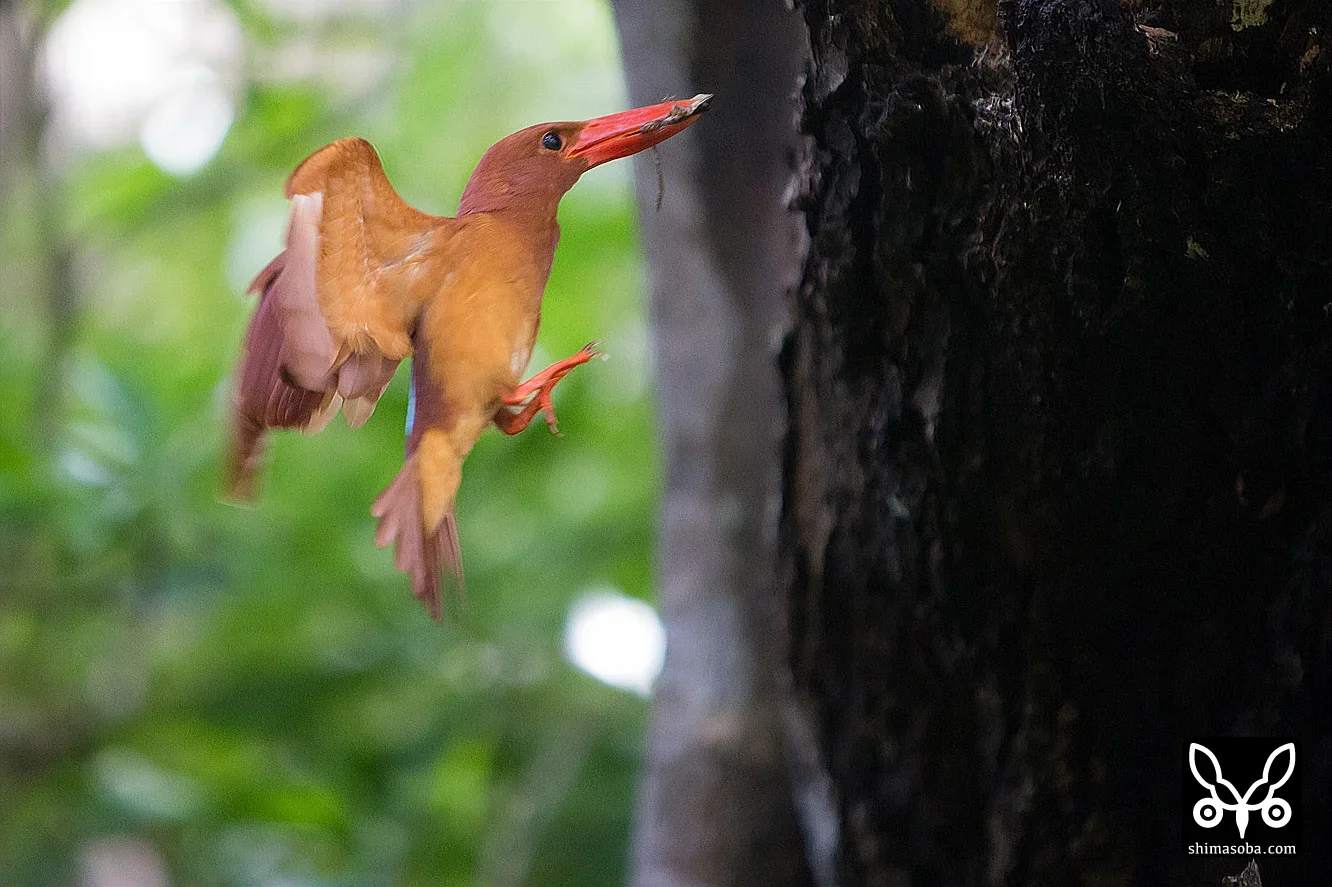 リュウキュウアカショウビン