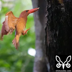 リュウキュウアカショウビン