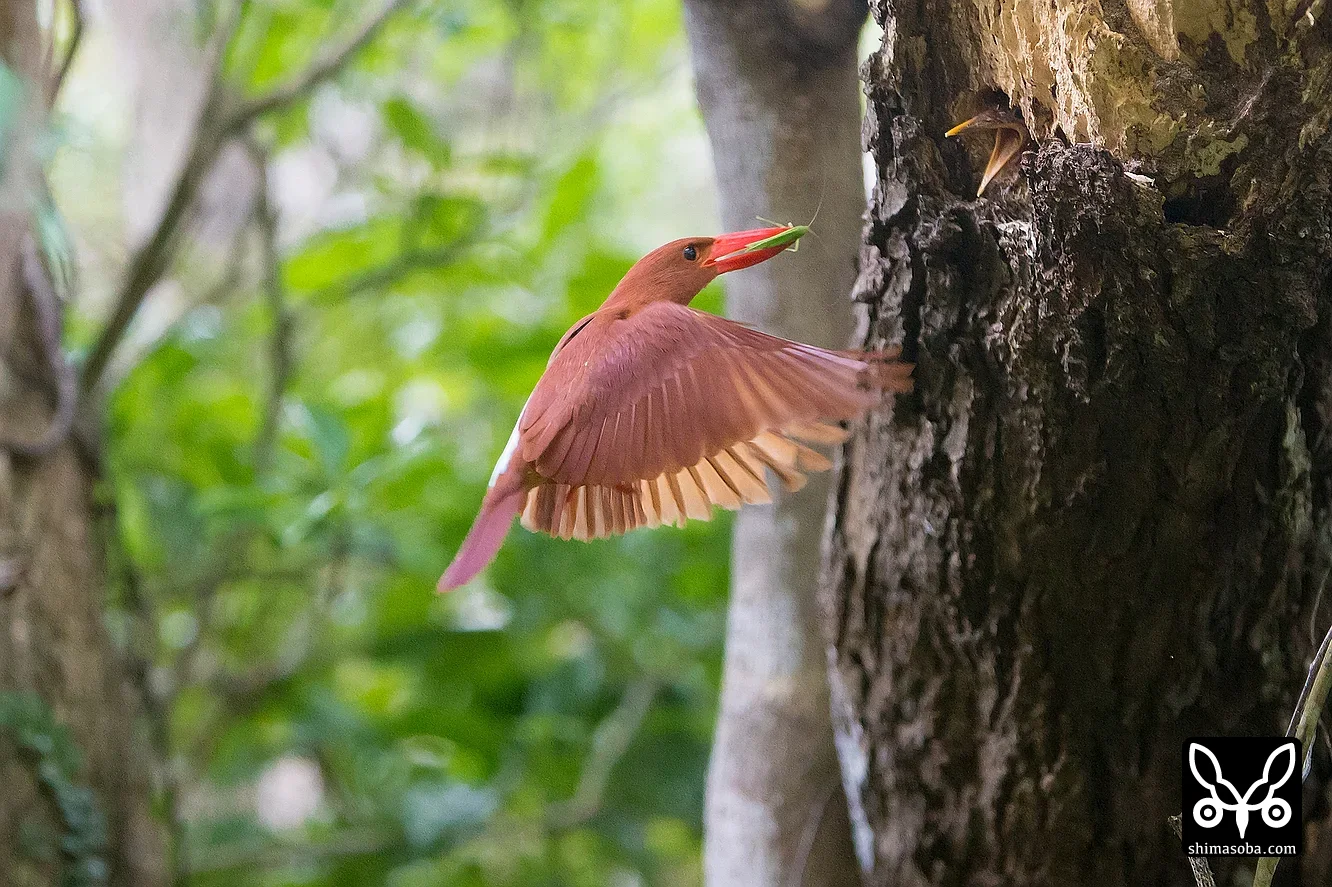 リュウキュウアカショウビン