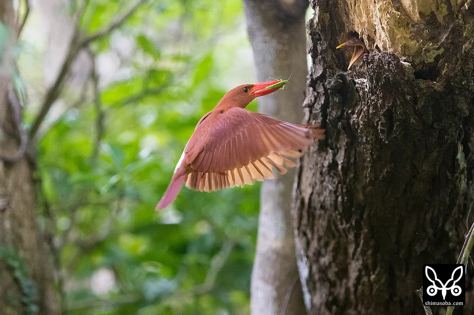 リュウキュウアカショウビン