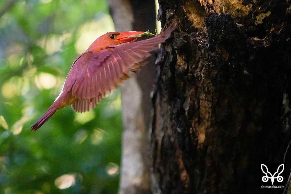 リュウキュウアカショウビン