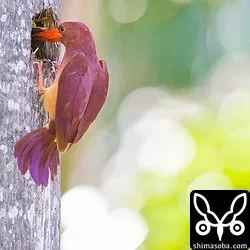 農園のリュウキュウアカショウビン巣立ち(動画あり)