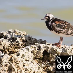 こちらも大浜海岸でキョウジョシギ。