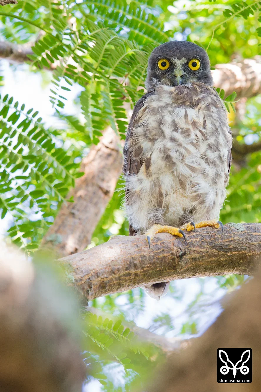 リュウキュウアオバズク