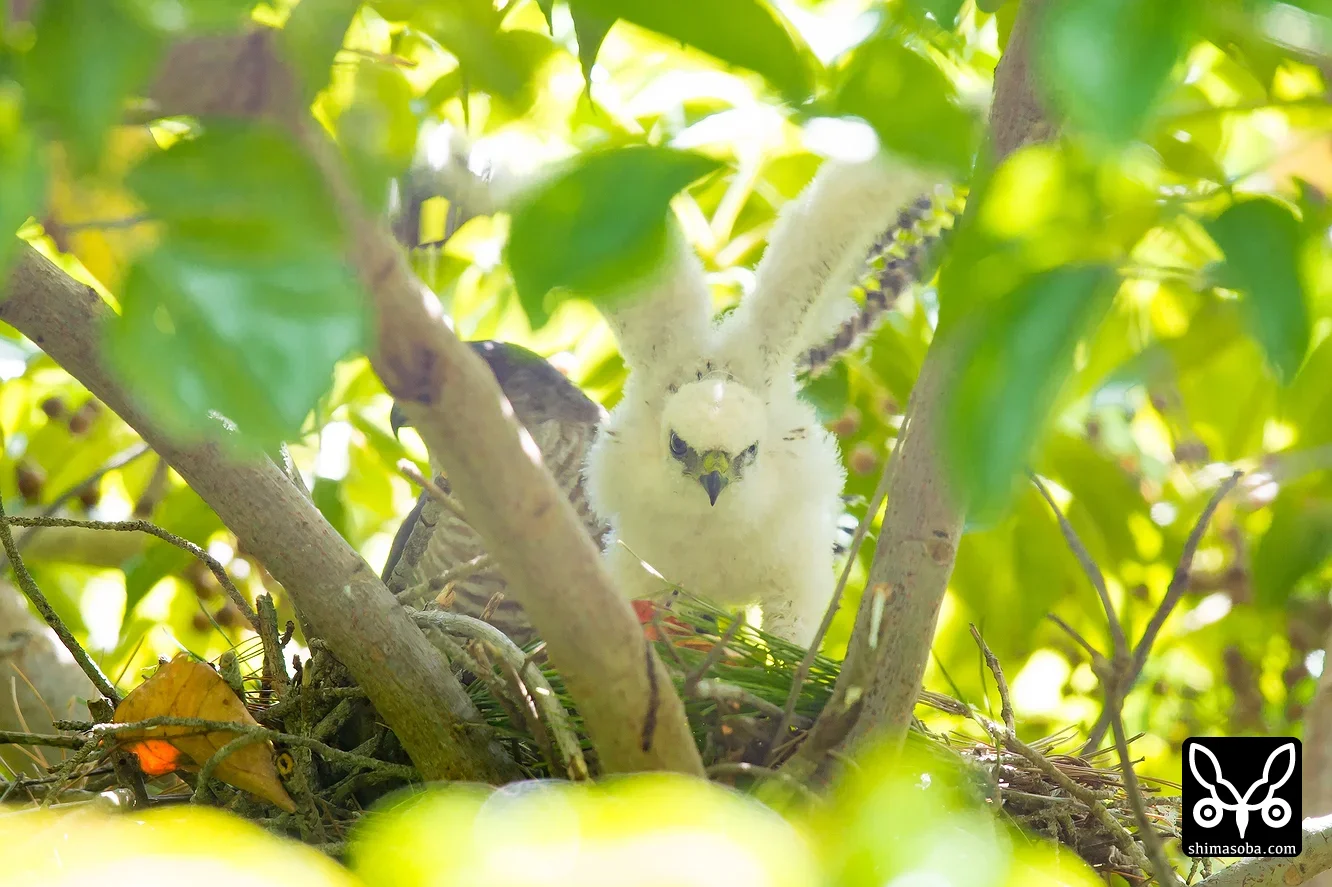 リュウキュウツミ