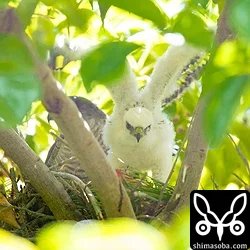 リュウキュウツミ