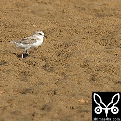 シロチドリ冬羽は砂浜を走り回っていました。