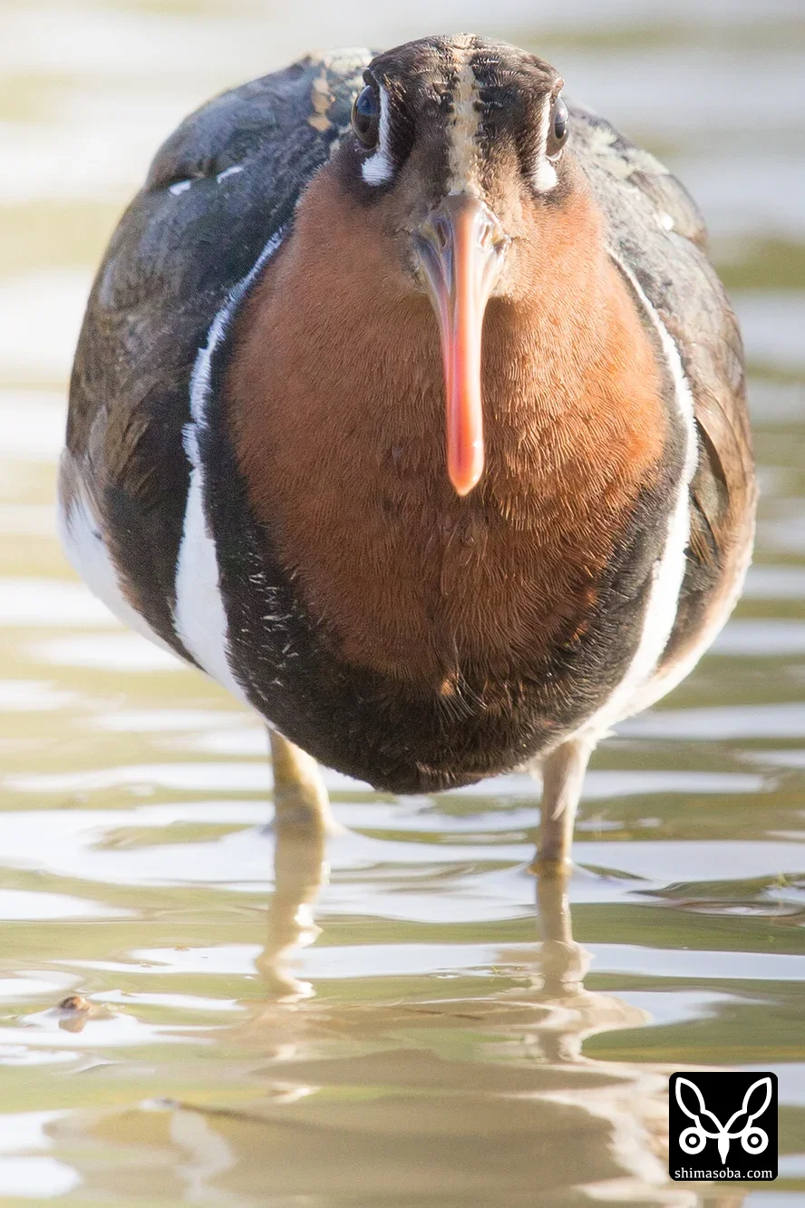 タマシギ