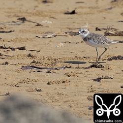 双眼鏡で覗くと、オオメダイチドリが砂浜をちょこまかと走っています。