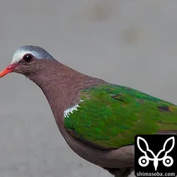 キンバト