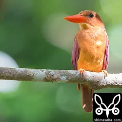 リュウキュウアカショウビン
