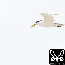 オオアジサシ
