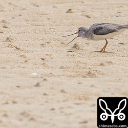 ソリハシシギは砂浜を猛スピードで走り回り、小さなカニを捕まえていました。