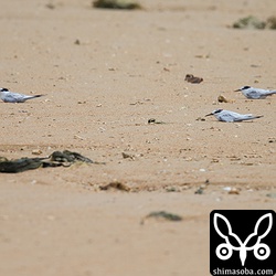 コアジサシの幼鳥、成鳥が風を避けて砂浜で座り込んでいました。