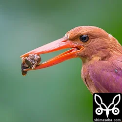 リュウキュウアカショウビン