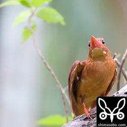リュウキュウアカショウビン