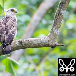 カエルの鳴き声に反応して獲物を探していました。