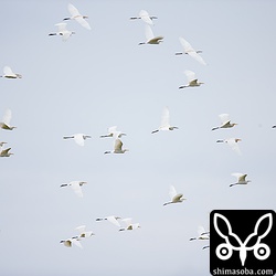 大きな群れはひとつになり数百羽が旋回する姿は感動的でした。