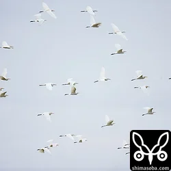 アマサギ