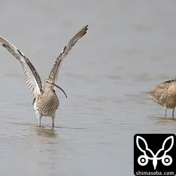 ダイシャクシギも数羽の群れでいました。右はホウロクシギ。
