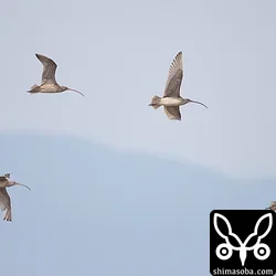 ホウロクシギの小群。