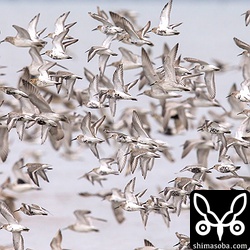 石垣島には小さな群れしかきませんが、東よか干潟には数千羽のハマシギが群れていました。