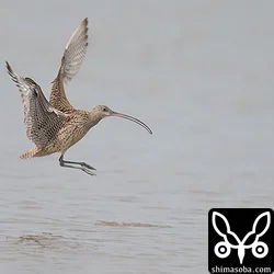 ホウロクシギ着水。石垣島で撮りにくい大型シギの飛翔も数が多いので簡単に撮れました。^^
