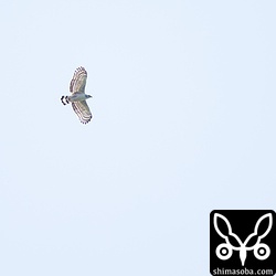 アカハラダカを見ているとカンムリワシの幼鳥もかなりの高高度を滑空していました。早い個体はもう、親離れなんですね。