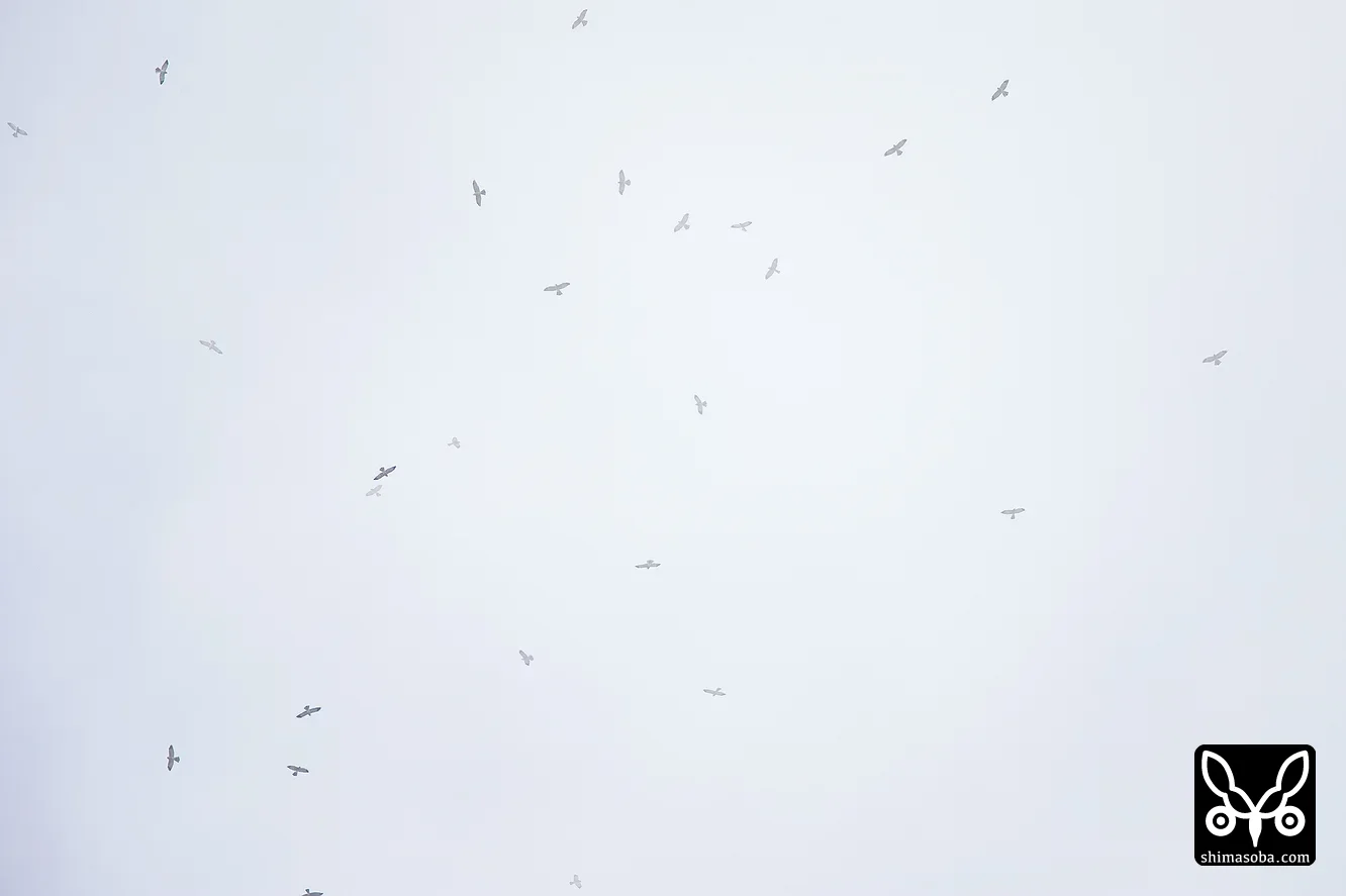 アカハラダカ