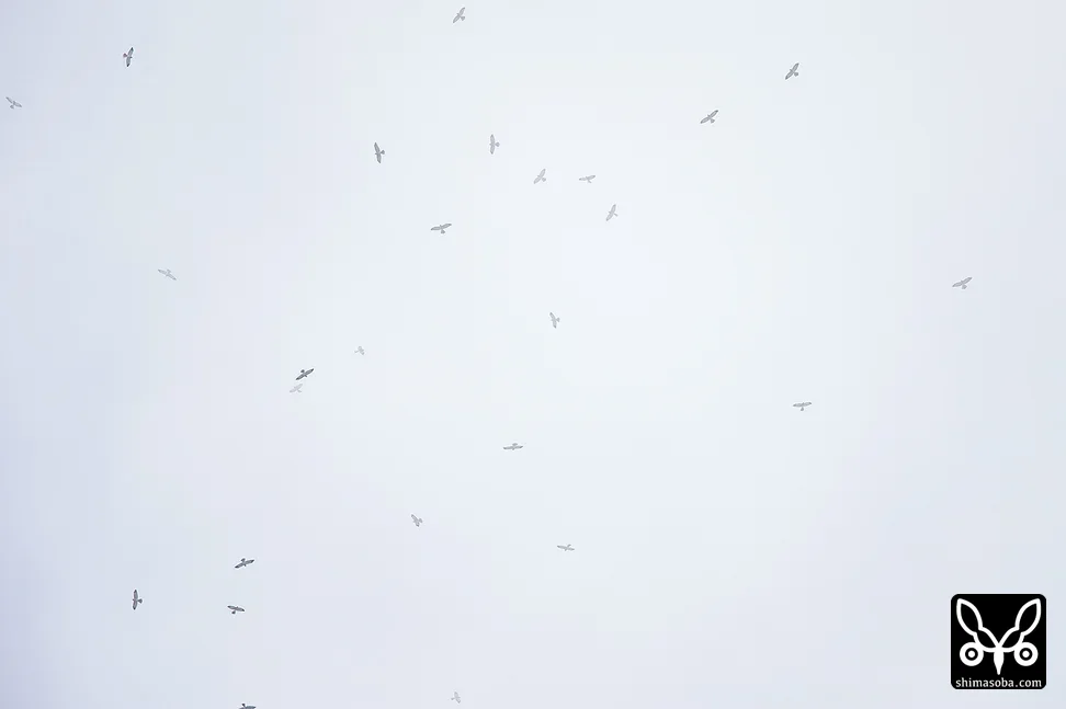 アカハラダカ