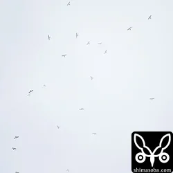 アカハラダカ
