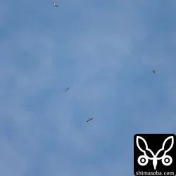 アカハラダカ