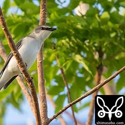 リュウキュウじゃない方のサンショウクイは、中規模の群れで木々を移動して餌を探していました。