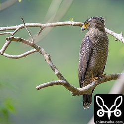 野底林道でもカンムリワシが2羽いました。例年、幼鳥も見られるのですが、今季はまだ。