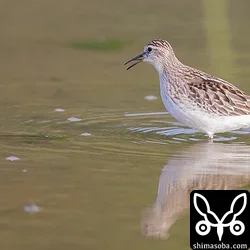 ヒバリシギ