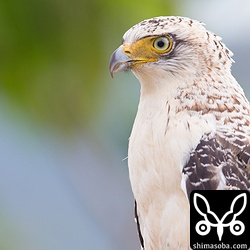 今季4羽目のカンムリワシの幼鳥は、親に餌をねだって鳴いていました。